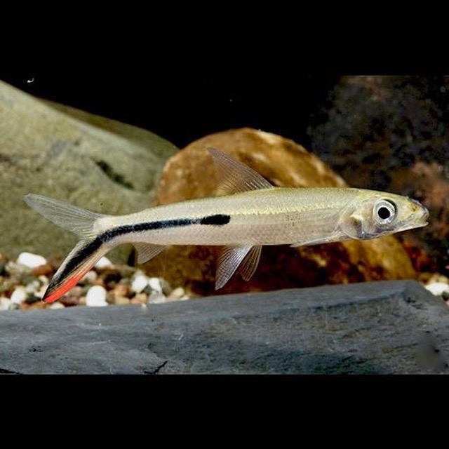 Hemiodus gracilis SM